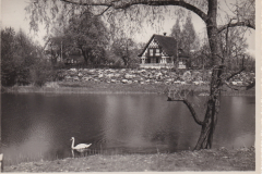 Postkarte mit Baum (1951)